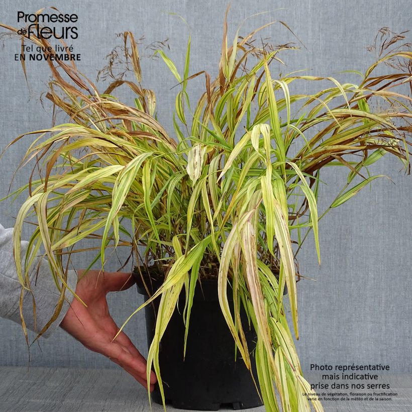 Amostra de Hakonechloa macra Aureola Vaso de 2 L/3 L tal como entregue no outono