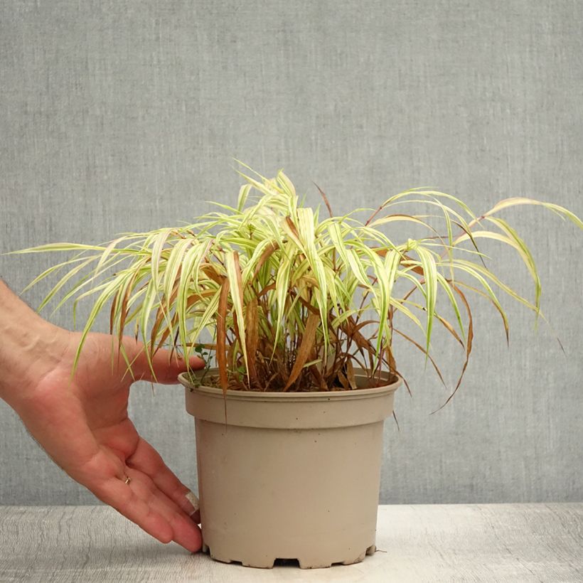 Amostra de Hakonechloa macra Aureola Vaso de 2 L/3 L tal como entregue no verão