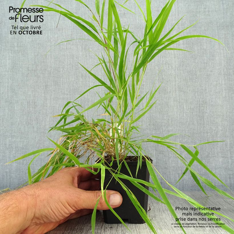 Amostra de Hakonechloa macra Beni Vaso de 8/9 cm tal como entregue no outono