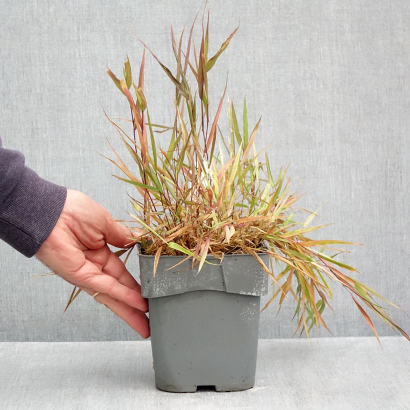 Amostra de Hakonechloa macra Beni Vaso de 1 L/1,5 L tal como entregue no outono