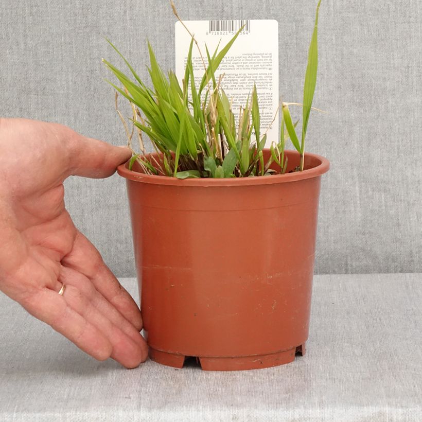 Amostra de Hakonechloa macra Beni Vaso de 1 L/1,5 L tal como entregue na primavera