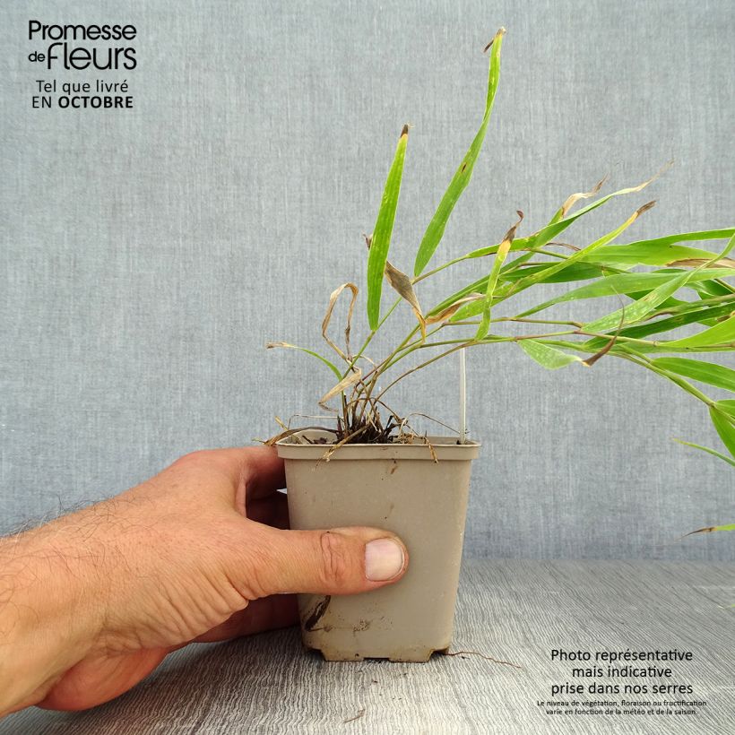 Amostra de Hakonechloa macra Sunflare Vaso de 8/9 cm tal como entregue no outono