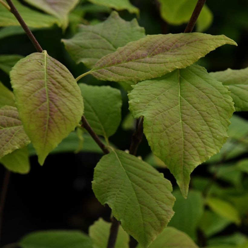 Halesia carolina (Folhagem)