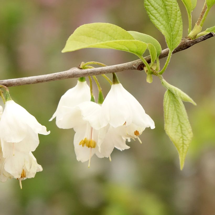 Halesia carolina (Floração)