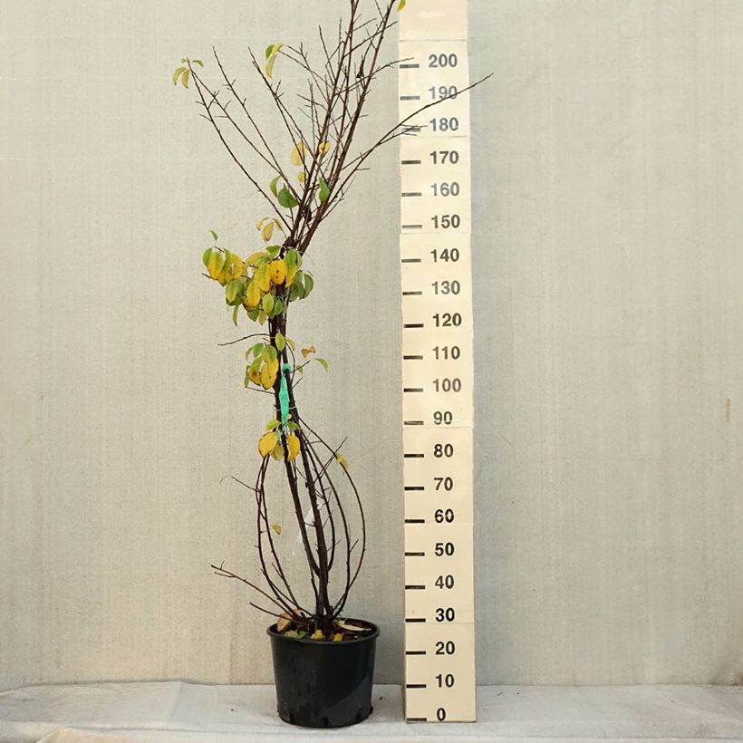 Amostra de Halesia carolina Vaso de 18 L/20 L tal como entregue no outono
