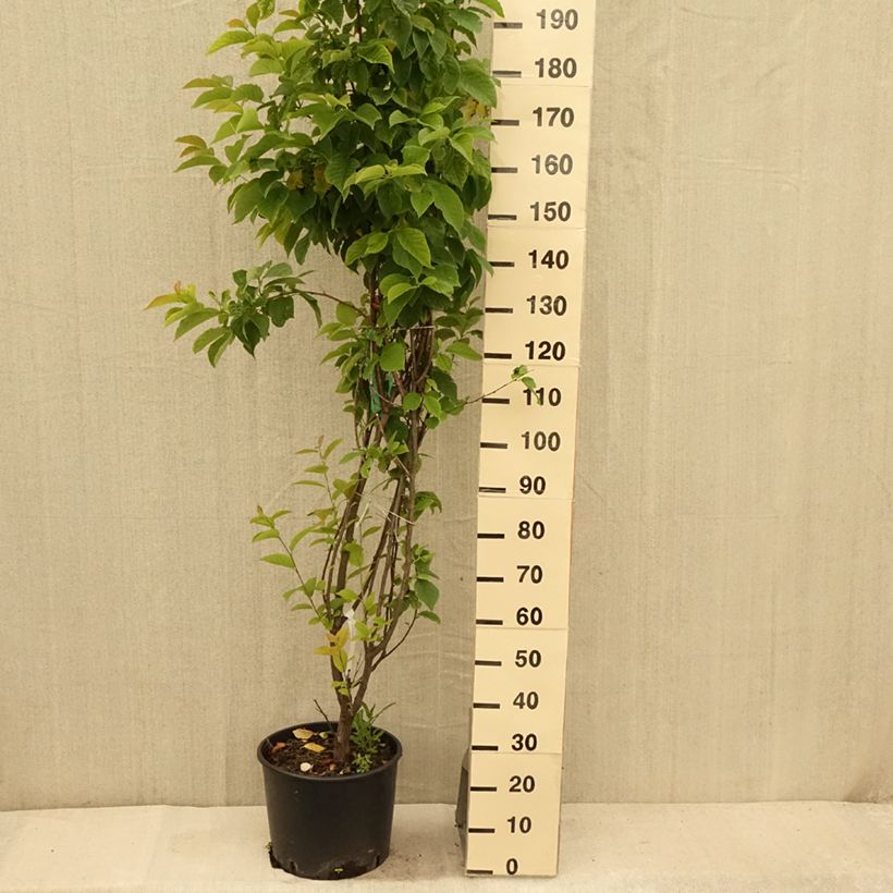 Amostra de Halesia carolina Vaso de 18 L/20 L tal como entregue no verão
