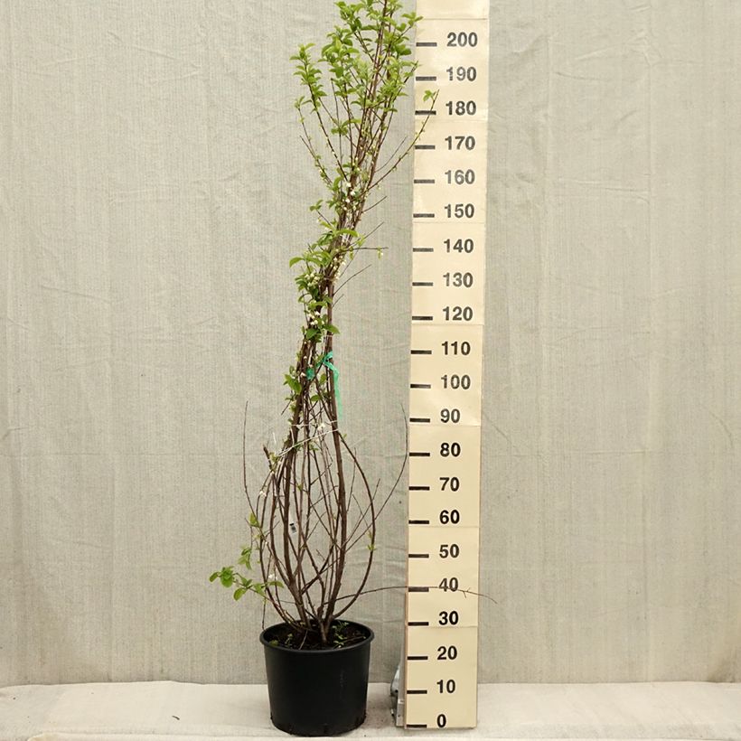 Amostra de Halesia carolina Vaso de 18 L/20 L tal como entregue na primavera