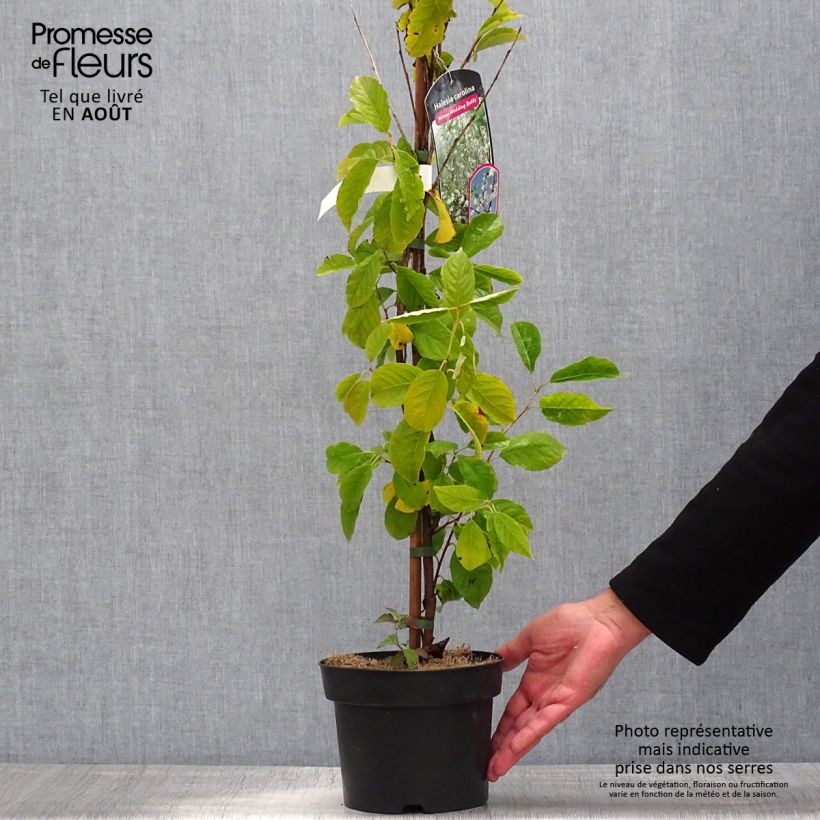 Amostra de Halesia carolina UConn Vaso de 2 L/3 L tal como entregue no verão