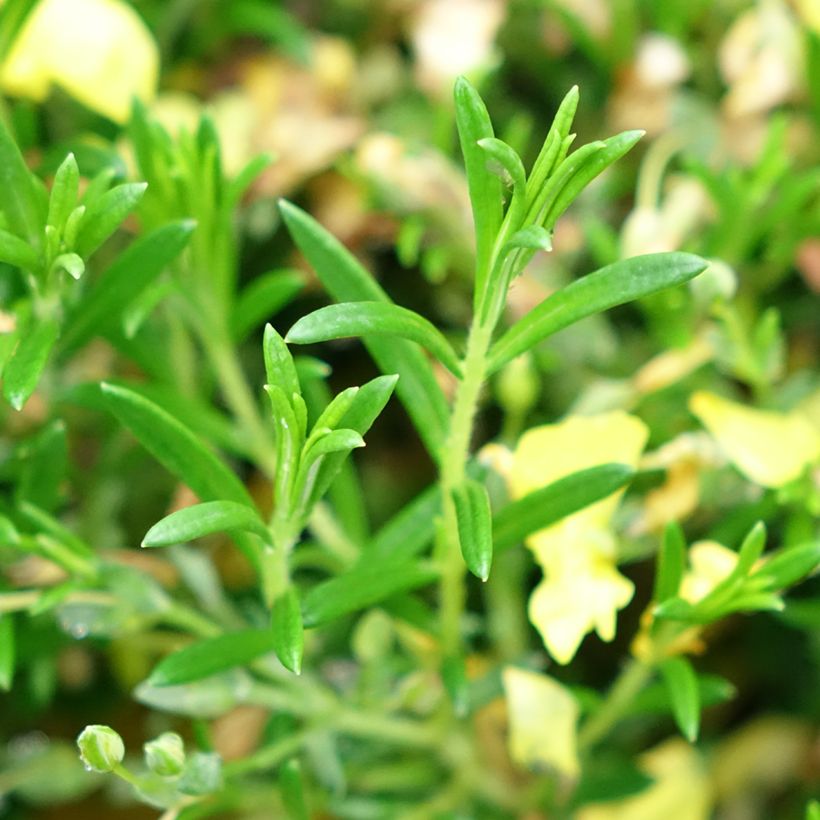 Halimium libanotis April Sun (Folhagem)