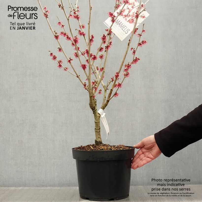 Amostra de Hamamelis intermedia Ruby Glow - Noisetier de sorcière Vaso de 6 L/7 L tal como entregue no inverno