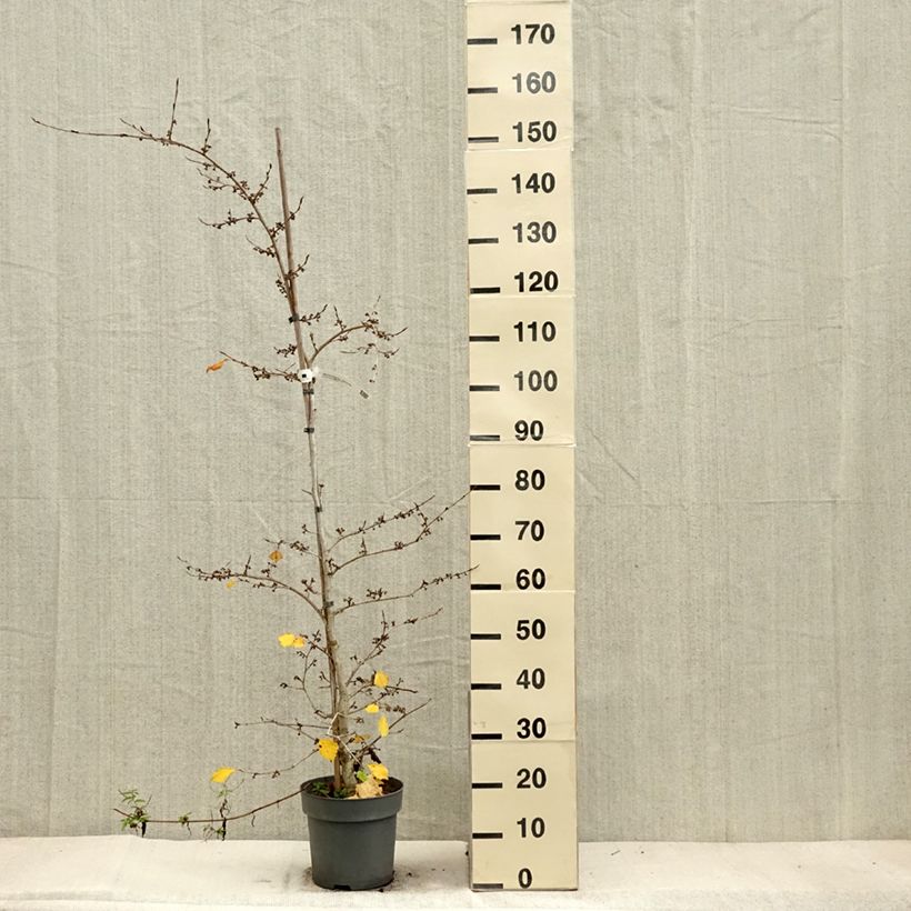 Amostra de Hamamélis-do-japão Pendula - Hamamelis japonica Vaso de 6 L/7 L tal como entregue no outono