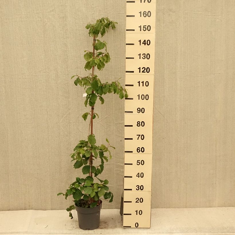 Amostra de Hamamélis-do-japão Pendula - Hamamelis japonica Vaso de 6 L/7 L tal como entregue no verão