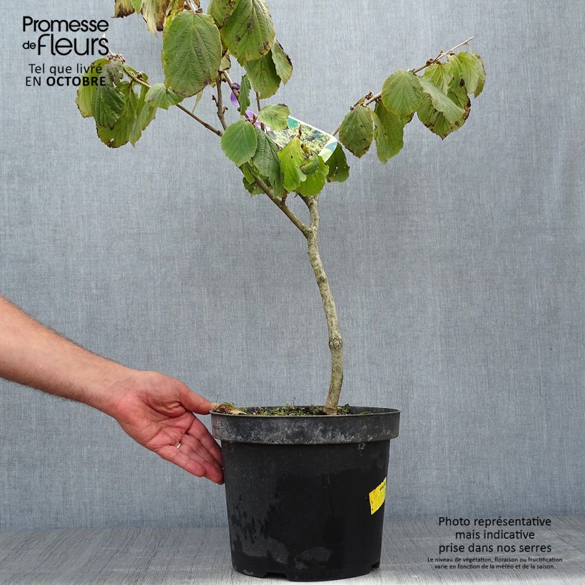 Amostra de Hamamélis Pallida Vaso de 4 L/5 L tal como entregue no outono