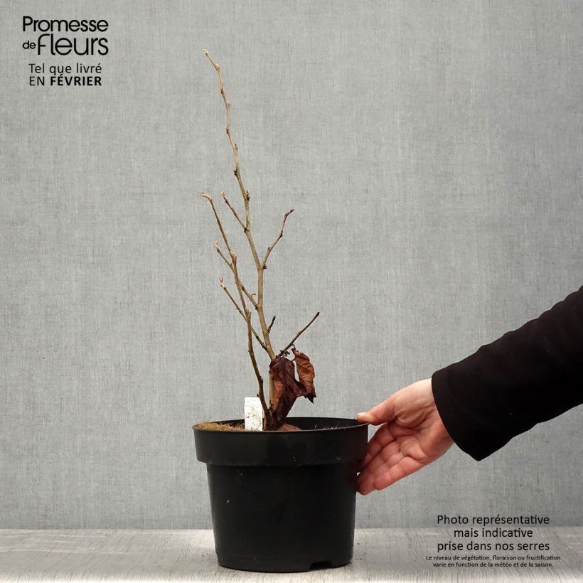 Amostra de Hamamelis vernalis Amethyst - Noisetier de sorcière Vaso de 7,5 L/10 L tal como entregue no inverno