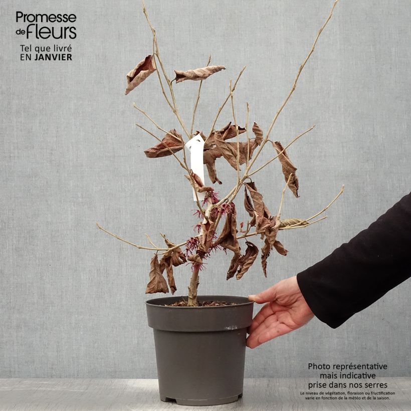 Amostra de Hamamelis vernalis Washington Park Vaso de 4 L/5 L tal como entregue no inverno