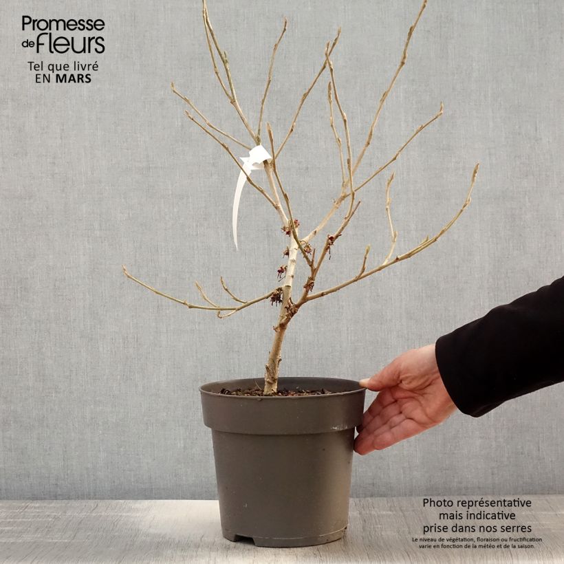 Amostra de Hamamélis Washington Park Vaso de 4 L/5 L tal como entregue na primavera