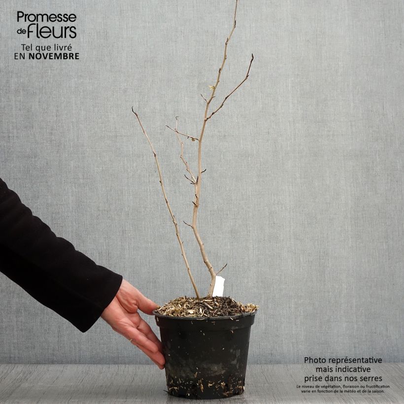 Amostra de Hamamelis virginiana Vaso de 3 L/4 L tal como entregue no outono