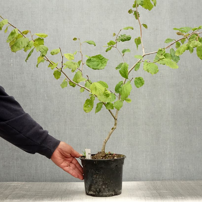 Amostra de Hamamelis virginiana Vaso de 3 L/4 L tal como entregue no verão