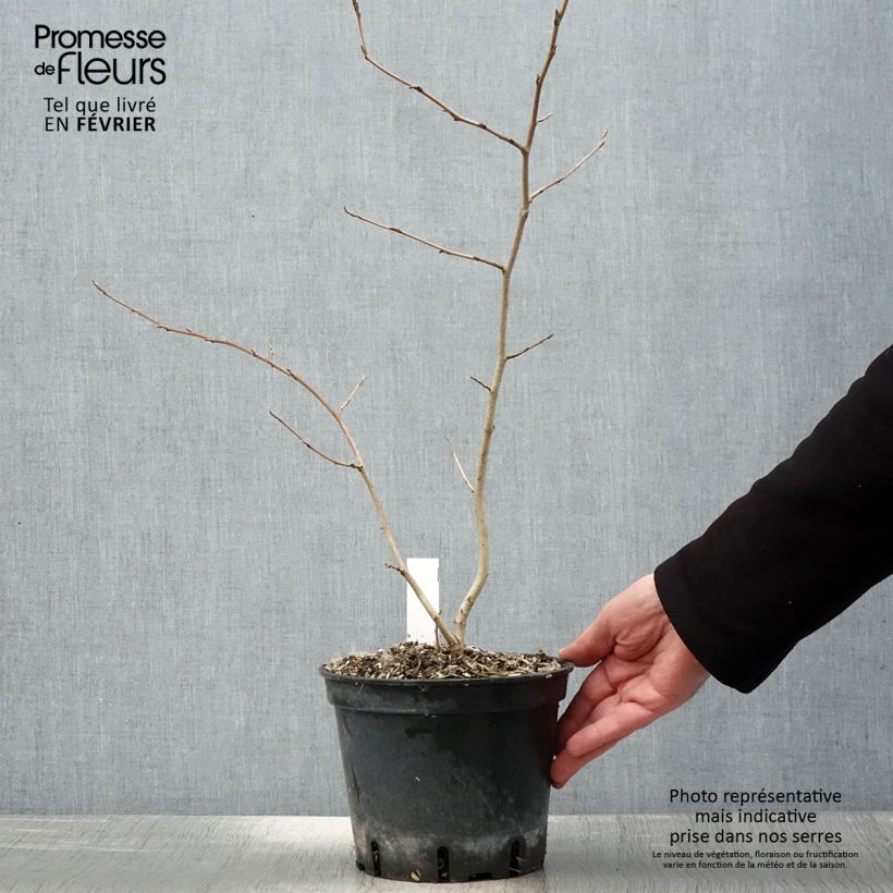 Amostra de Hamamelis virginiana Vaso de 3 L/4 L tal como entregue no inverno