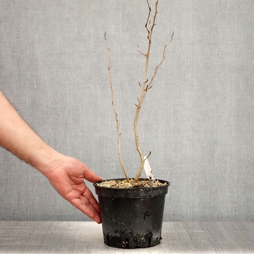 Amostra de Hamamelis virginiana Vaso de 3 L/4 L tal como entregue na primavera