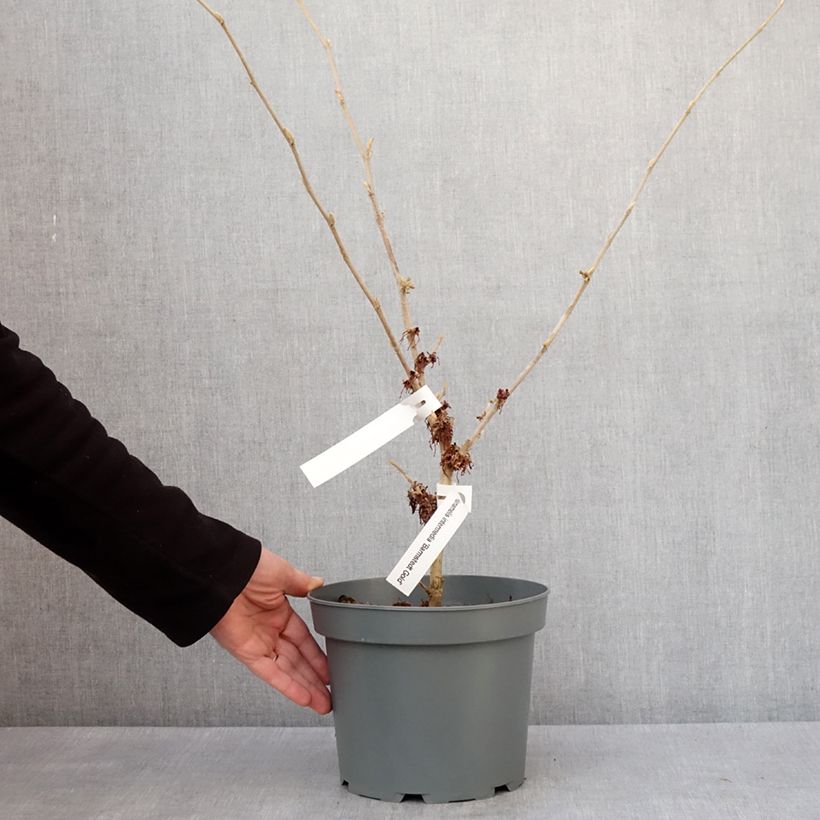 Amostra de Hamamelis x intermedia Barmstedt Gold - Noisetier de sorcière Pot de 4L/5L tal como entregue no inverno