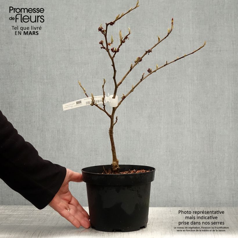 Amostra de Hamamelis x intermedia Orange Beauty - Noisetier de sorcière Vaso de 3 L/4 L tal como entregue na primavera