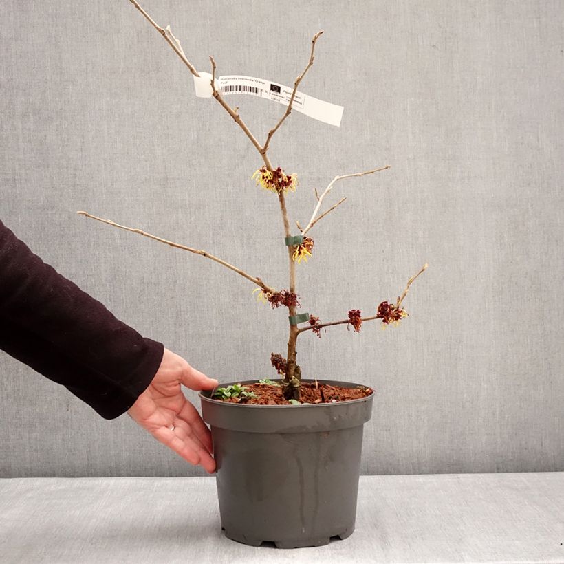 Amostra de Hamamélis Orange Peel Vaso de 3 L/4 L tal como entregue no inverno