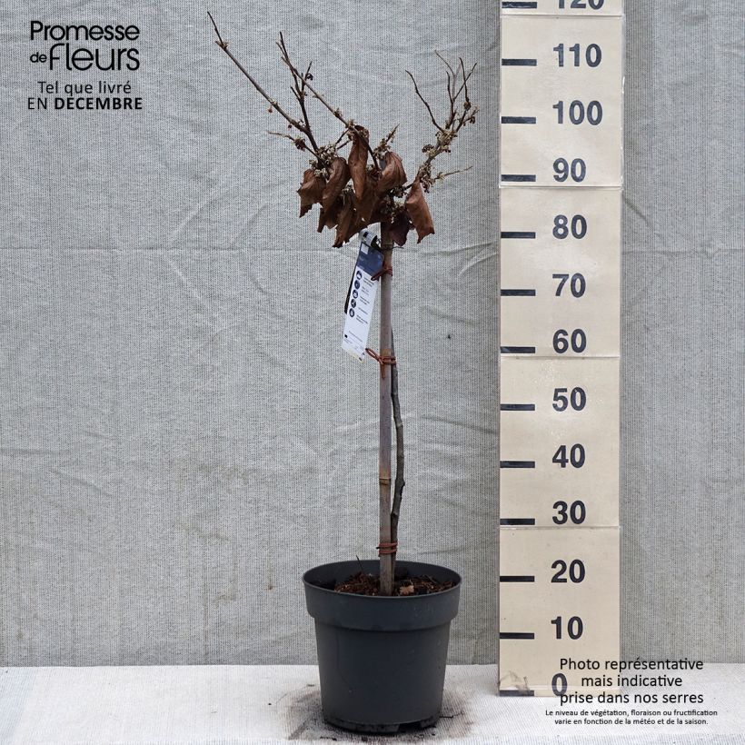 Amostra de Hamamelis (x) intermedia Rubin - Noisetier de sorcière  Vaso de 7,5 L/10 L tal como entregue no inverno