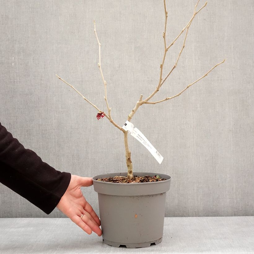Amostra de Hamamelis (x) intermedia Yamina - Noisetier de sorcière Vaso de 4 L/5 L tal como entregue no inverno