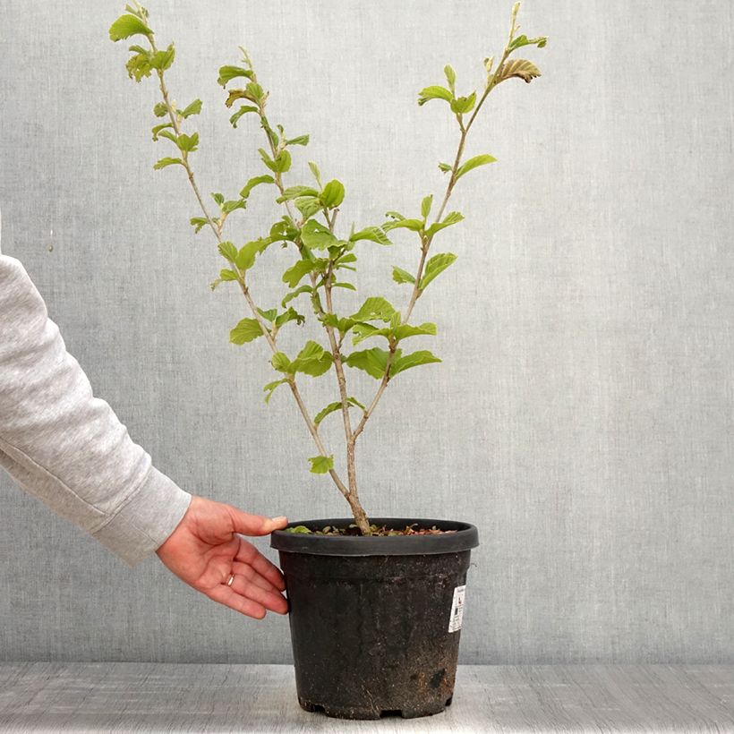 Amostra de Hamamélis Yamina Vaso de 4 L/5 L tal como entregue na primavera