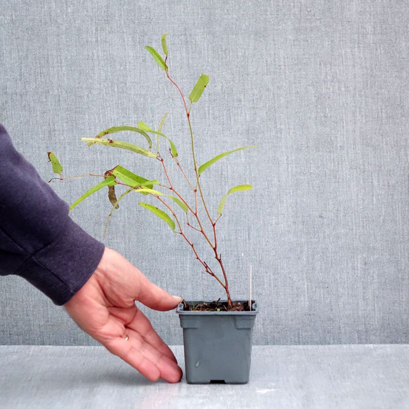 Amostra de Hardenbergia violacea Meema Vaso de 8/9 cm tal como entregue no outono