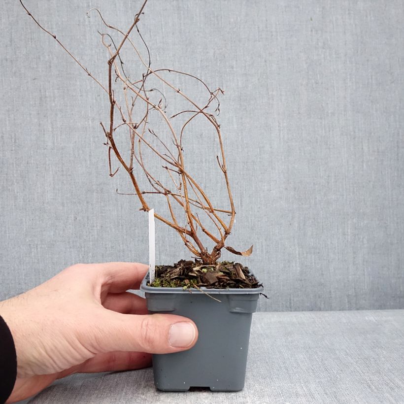 Amostra de Hardenbergia violacea Meema Vaso de 8/9 cm tal como entregue no inverno