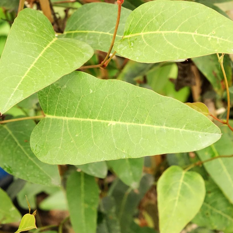 Hardenbergia violacea (Folhagem)