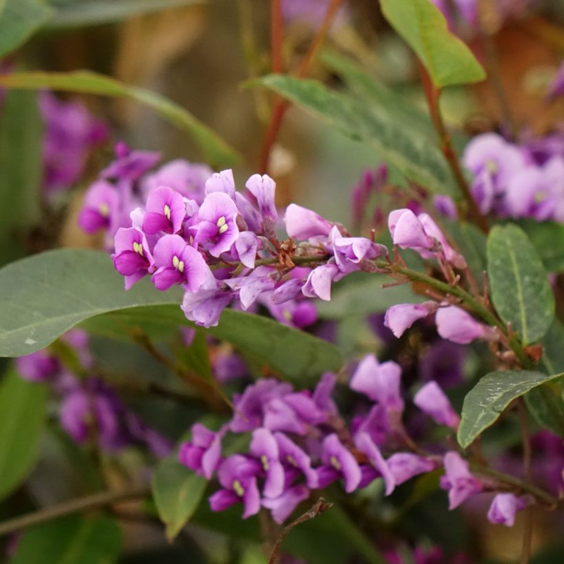 Hardenbergia violacea (Floração)
