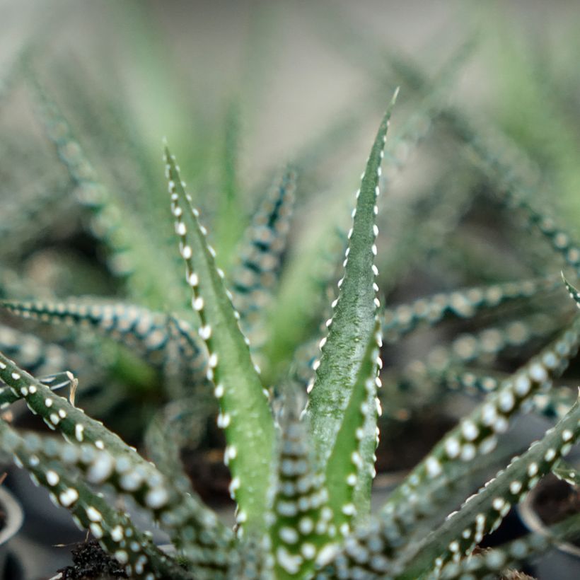 Haworthia Big Band (Folhagem)