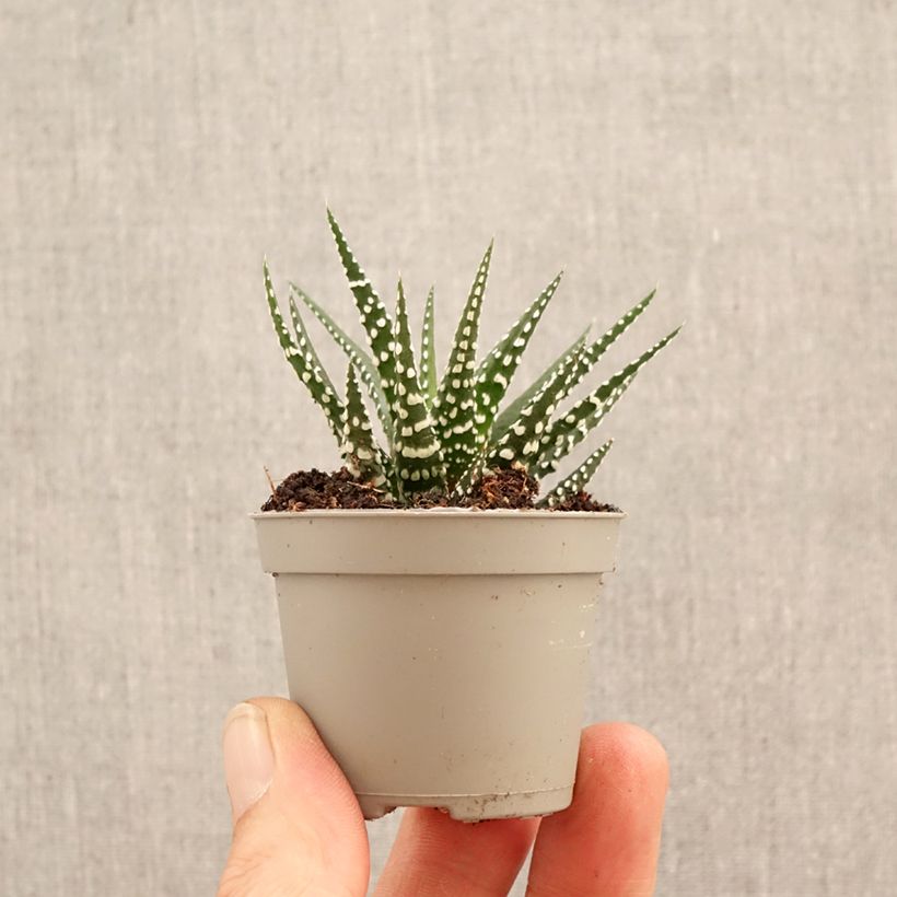Amostra de Haworthia Big Band - Plante zèbre Miniplanta tal como entregue na primavera