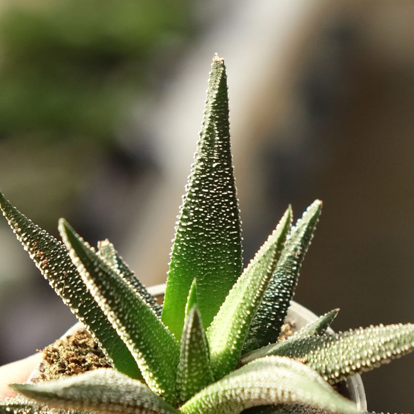 Haworthia fasciata Concolor (Folhagem)
