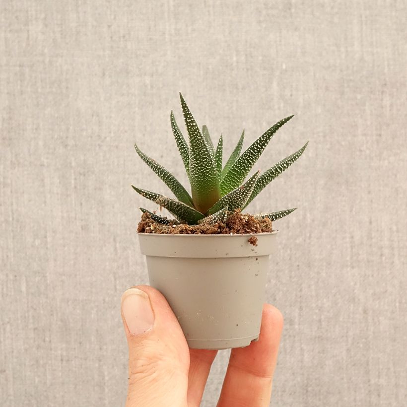 Amostra de Haworthia fasciata Concolor - Plante zèbre Mini-plante tal como entregue na primavera