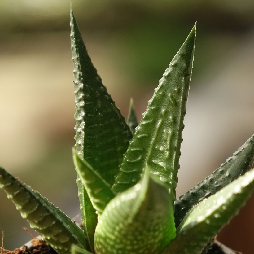 Haworthia Gasworthia (Folhagem)