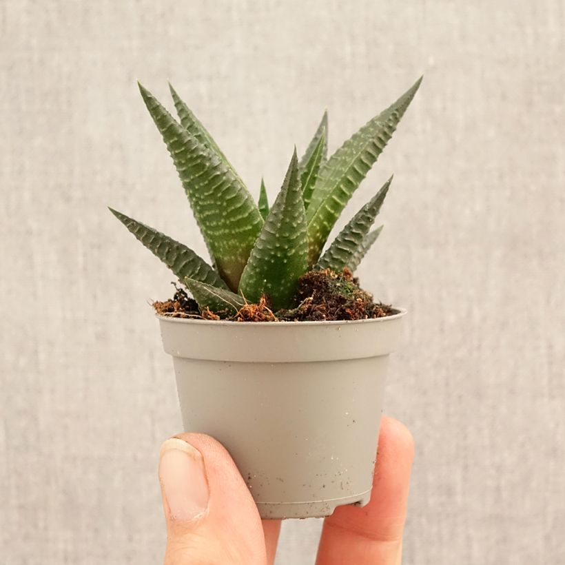Amostra de Haworthia Gasworthia  Miniplanta tal como entregue na primavera