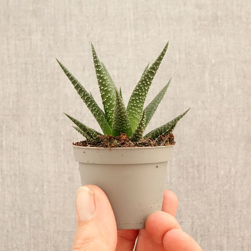 Amostra de Haworthia limifolia Mini-plante tal como entregue na primavera