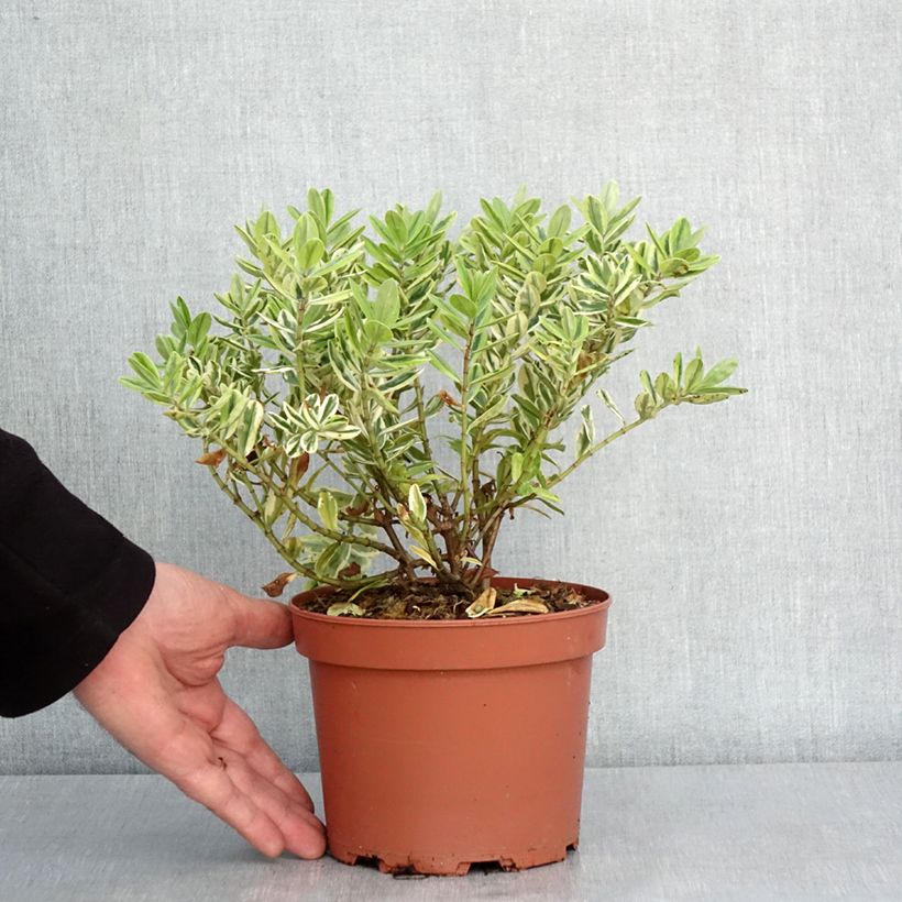 Amostra de Hebe andersonii Variegata - Véronique arbustive panachée Pot de 2L/3L tal como entregue no inverno