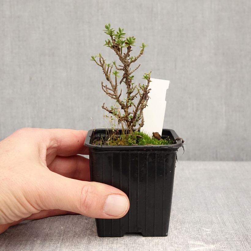 Amostra de Hebe carnosula - Verónica-arbustiva Vaso de 8/9 cm tal como entregue no inverno