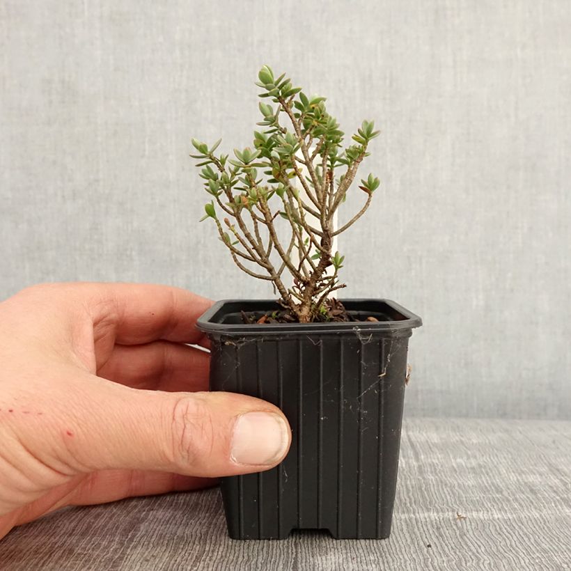 Amostra de Hebe carnosula - Verónica-arbustiva Vaso de 8/9 cm tal como entregue na primavera