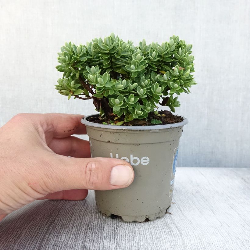 Amostra de Hebe Cobb Valley Vaso de 10 cm/11 cm tal como entregue no outono