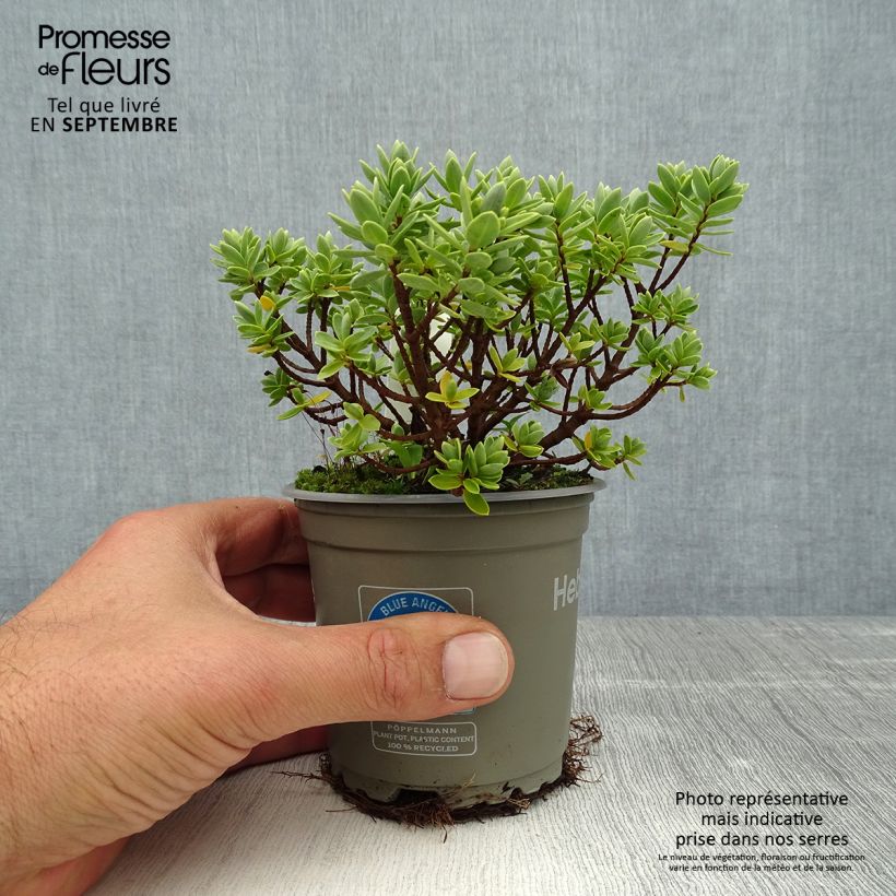 Amostra de Hebe Cobb Valley Vaso de 10 cm/11 cm tal como entregue no verão