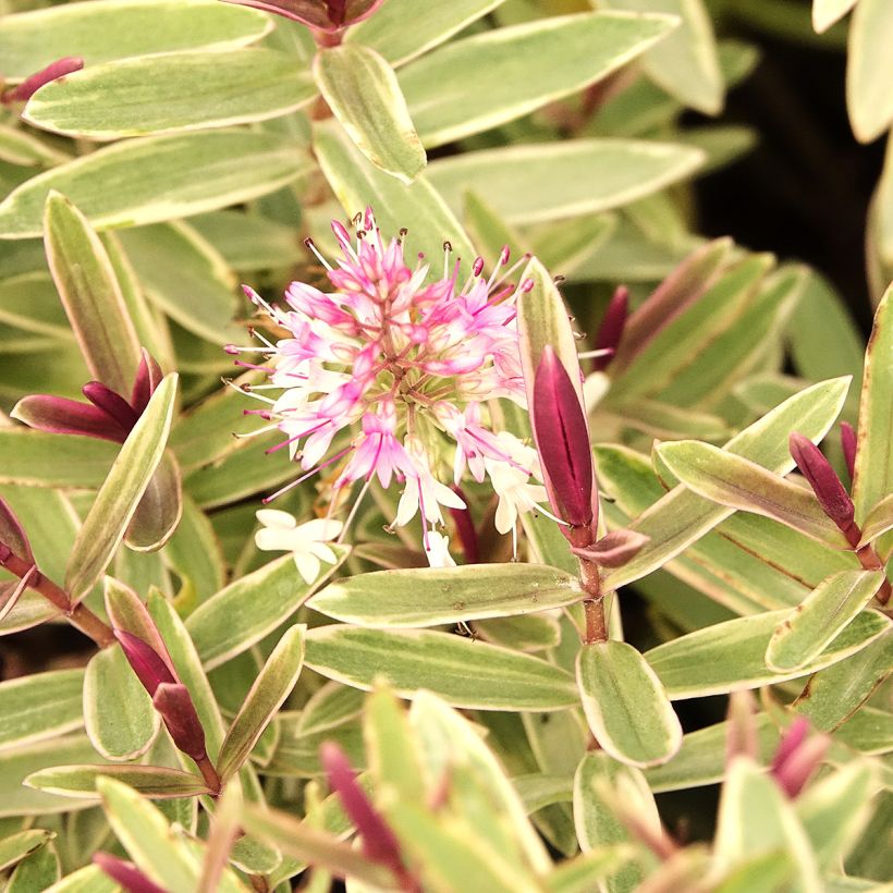 Hebe iBE Colour Dream (Floração)