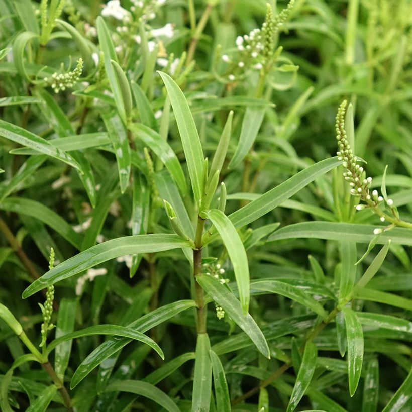 Hebe Kirkii (Folhagem)
