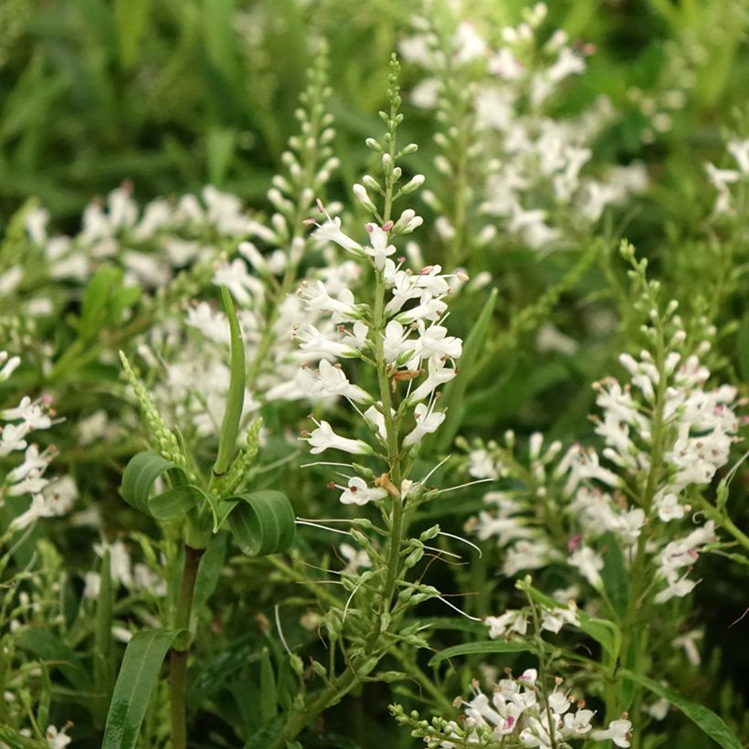 Hebe Kirkii (Floração)