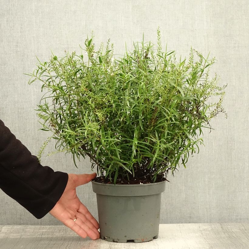 Amostra de Hebe Kirkii Vaso de 3 L/4 L tal como entregue no outono